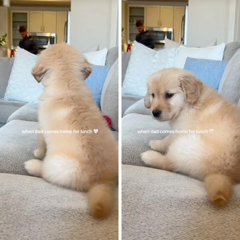 Reakcija psića na povratak vlasnika kući izmamit će vam osmijeh na lice