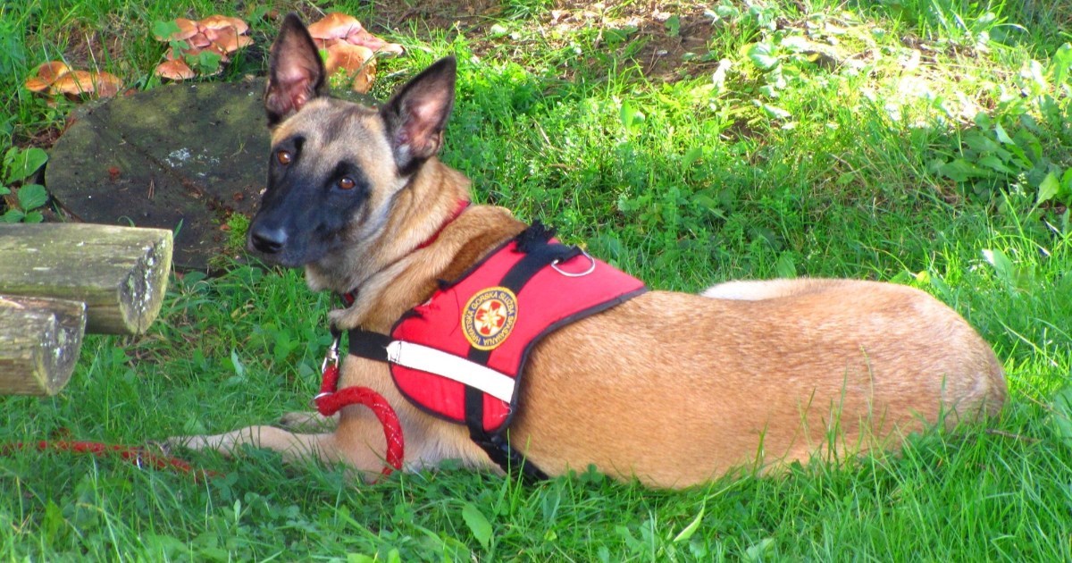 HGSS se oprostio od potražne kujice Lare: "Pozdravi nam ekipu tamo gore"