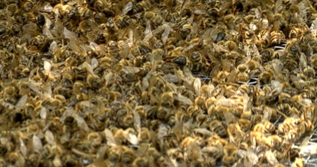 Masovni pomor pčela u Slavoniji. "Zgrozilo nas je da netko koristi taj otrov"
