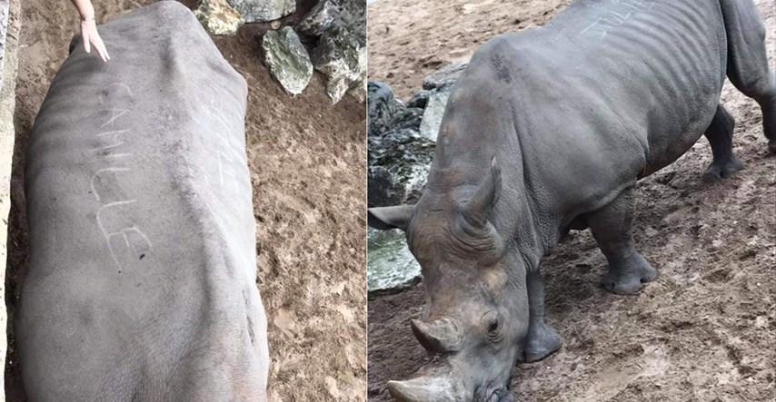 Posjetitelji zoološkog vrta urezali svoja imena na leđa nosoroga