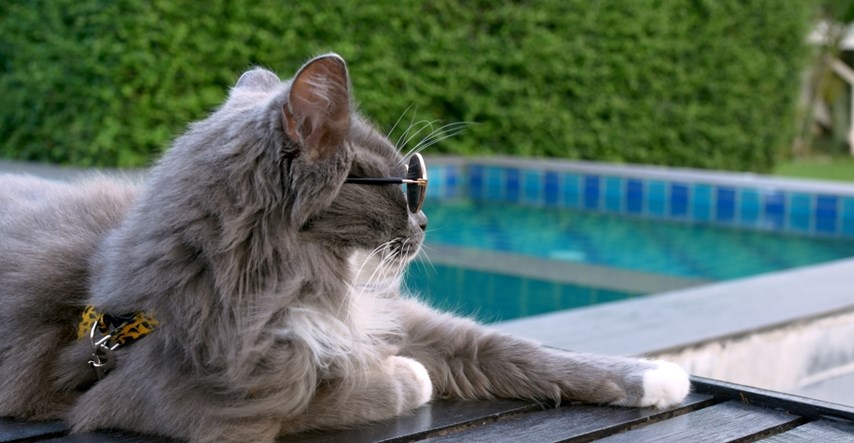 Ovaj mačak je pravi plivač. Pogledajte kako se opušteno kupa u bazenu