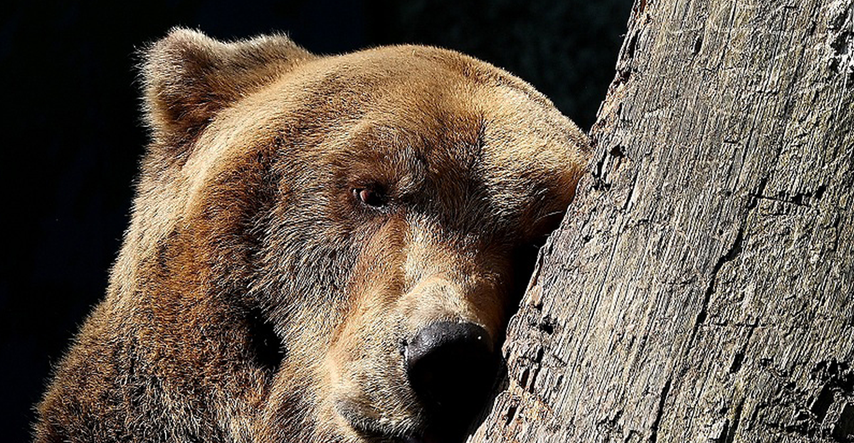 Medvjed već godinama upada u vinograd i jede samo najskuplje grožđe