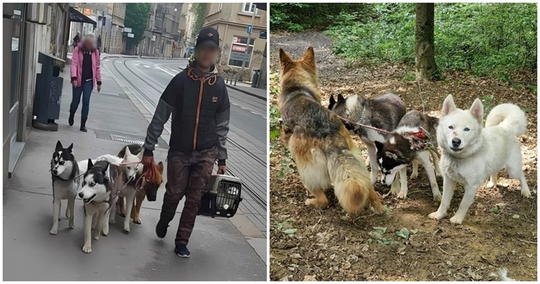 Sjećate se pasa koji su ostavljeni u šumi kraj Zagreba? Dva sad traže dom