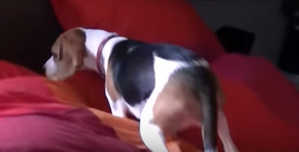 Pas nije vidio vlasnika tri mjeseca, njegova reakcija je neprocjenjiva