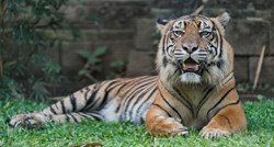 Sumatranski tigrovi iz zoološkog vrta u Jakarti oporavili se od koronavirusa