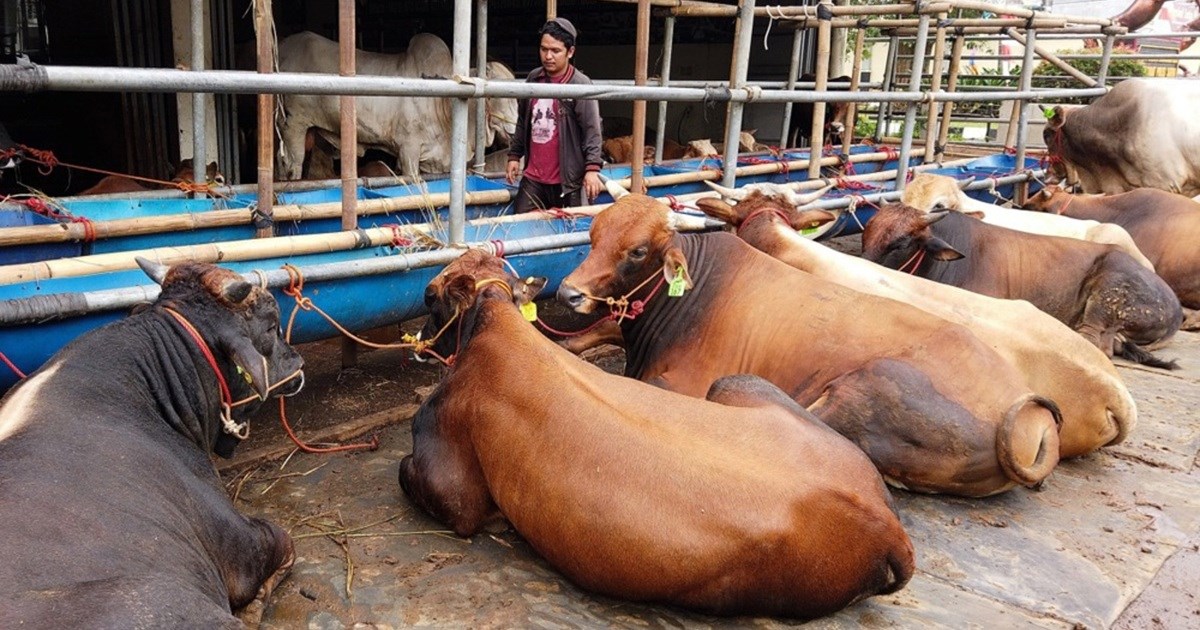 Francuska ukida zabranu izvoza stoke