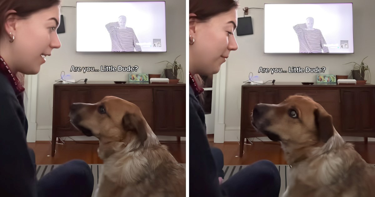 2.8 milijuna pregleda: Pas prepoznao svoj stari nadimak i dirnuo internet