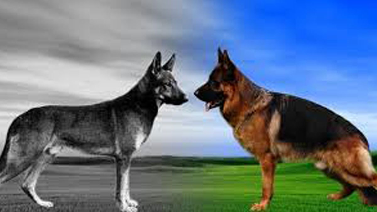 Prije 100 godina ove pasmine su bile drugačije i zdrave. Pogledajte ih danas