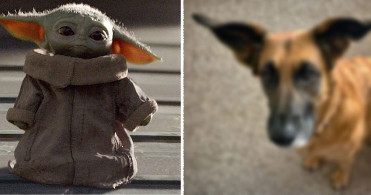 Pas postao hit na internetu jer izgleda kao baby Yoda