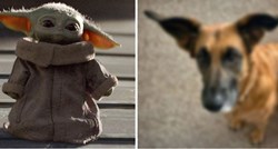 Pas postao hit na internetu jer izgleda kao baby Yoda