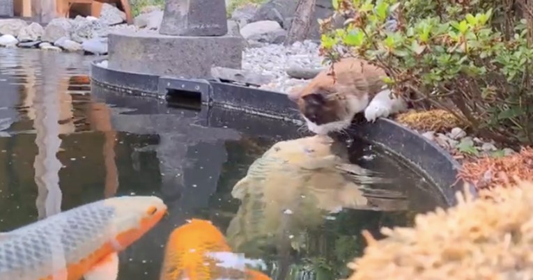 Ova maca obožava ribe, pogledajte što radi kad ih vidi u jezeru