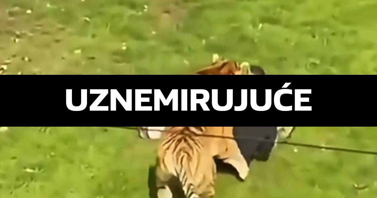 Tigar ubio muškarca u ZOO-u u Britaniji. "Skočio je u nastambu. Klanjao se tigru"