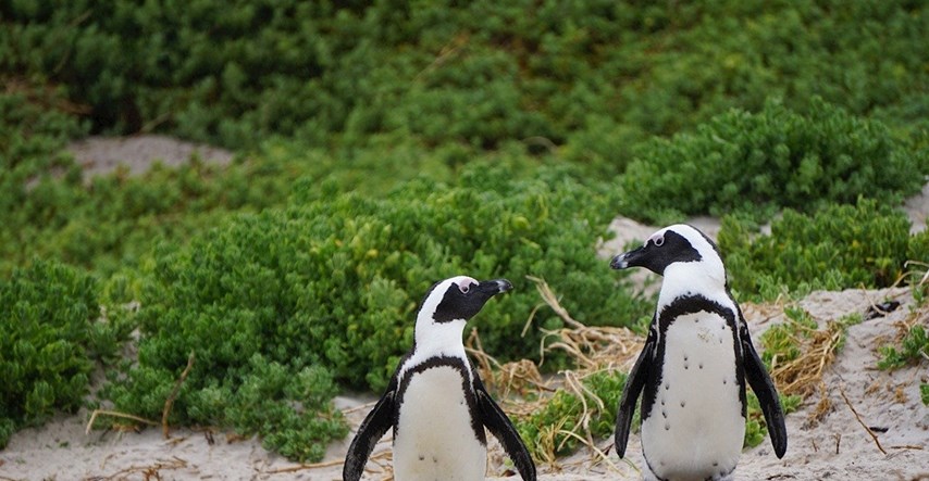 Istraživanje: Pingvini komuniciraju na sličan način kao i ljudi