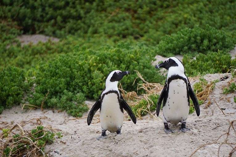 Istraživanje: Pingvini komuniciraju na sličan način kao i ljudi