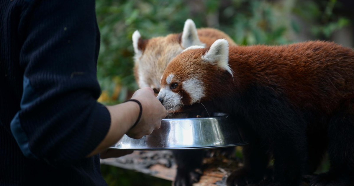 FOTO Ema i Popi bili su zvijezde Međunarodnog dana crvenih pandi u zagrebačkom ZOO-u