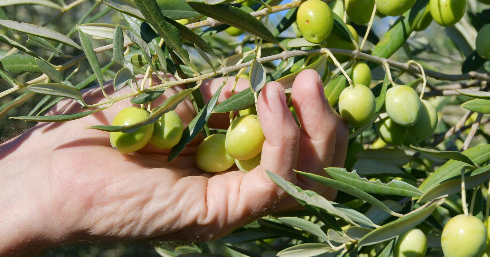 Ministar: Hrvatska proizvede maslinovog ulja za 53% svojih potreba