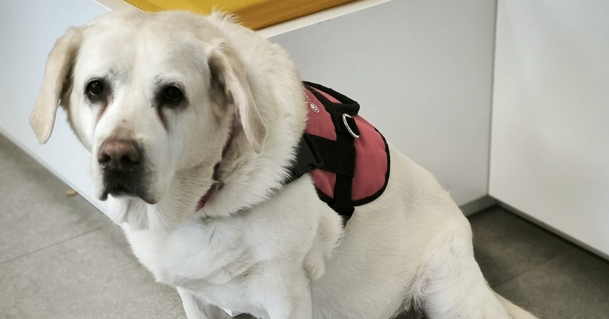 Na zagrebačkom groblju za ljubimce u pet godina kremirano je 27 pasa pomagača