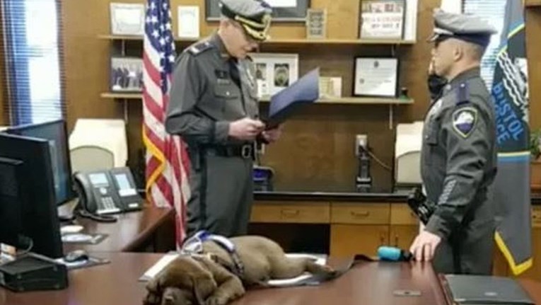 Urnebesna snimka: Policijski pas zaspao tijekom polaganja zakletve