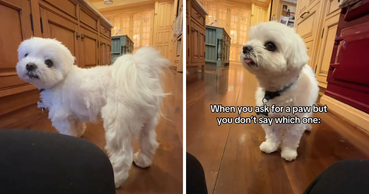 Maltezer postao viralan na TikToku jer "daje šapu" na urnebesan način