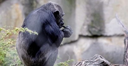 Ožalošćena majka čimpanza mjesecima se ne odvaja od mrtvog mladunca