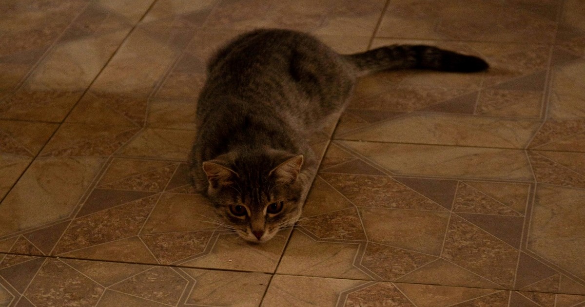 Zašto mačke obožavaju lasere?