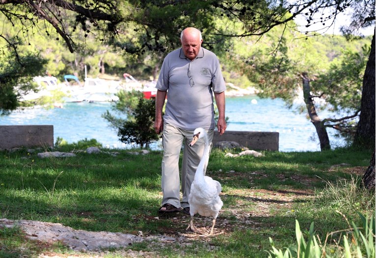 VIDEO Gojko iz Jadrije spasio život labudu. Sad zajedno šetaju i kupaju se