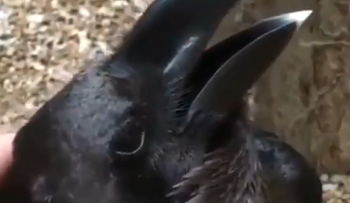 Video koji je podijelio svijet, vidite li u njemu pticu ili zeca?