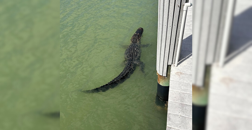 Aligator se sunčao u zaljevu pa brzo pobjegao čim se pojavila policija