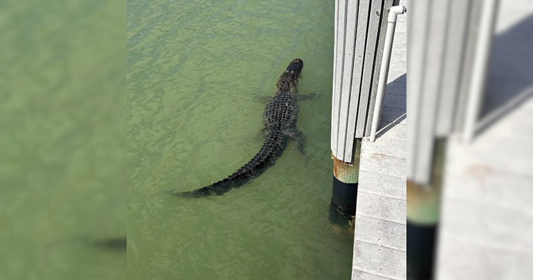 Aligator se sunčao u zaljevu pa brzo pobjegao čim se pojavila policija
