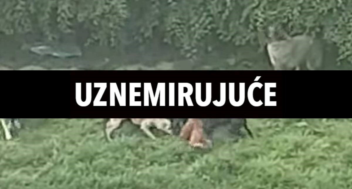 UZNEMIRUJUĆE Prijatelji životinja: Psi u azilu rastrgali kujicu, jedu mrtve pse...