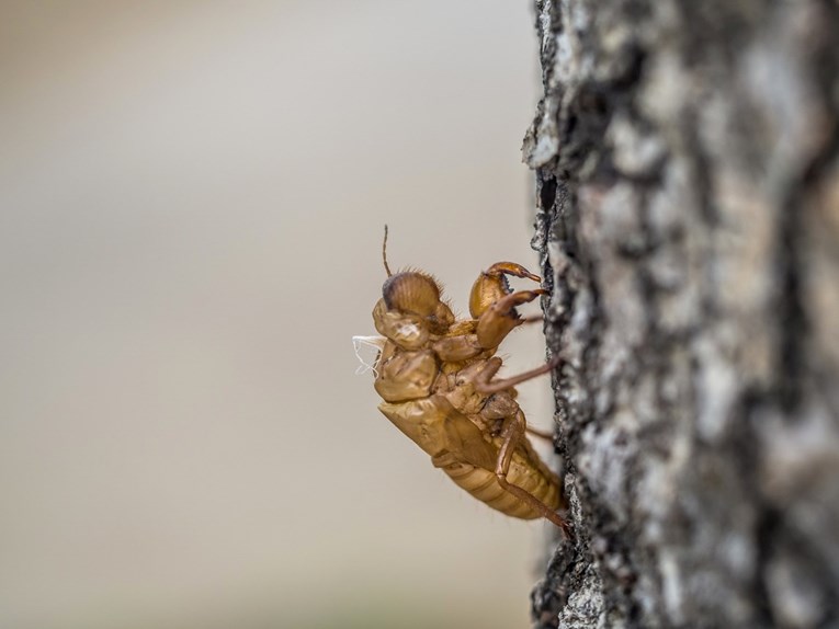 2024. godina pogubna je godina za insekte, evo i zašto