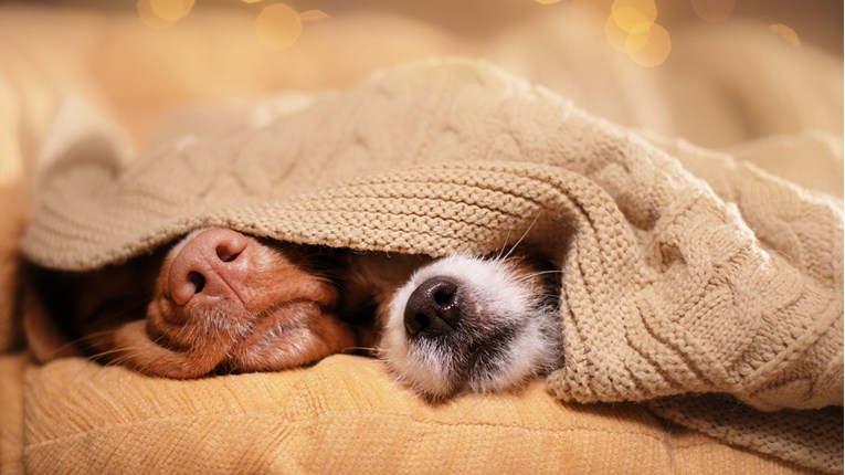 Ovi psi ne znaju biti tihi kada je vrijeme spavanja
