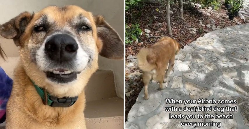 10.9 milijuna pregleda: Ovaj slijepi i gluhi pas je vodič za goste apartmana
