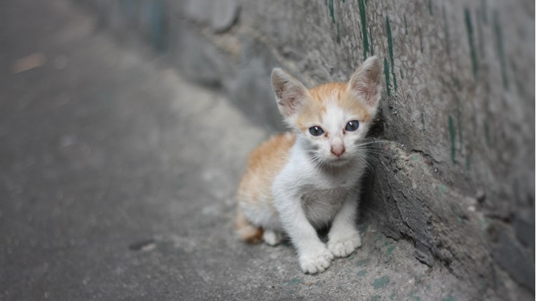 Varaždin: Zbog udaranja mačke prijavljen za mučenje životinja