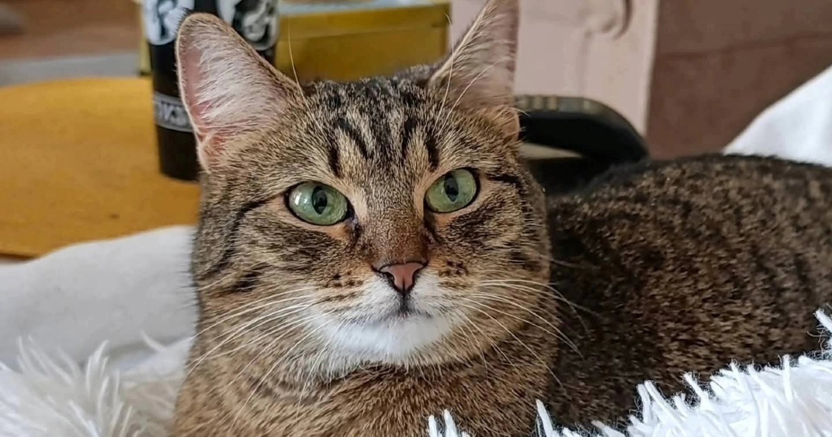 Dobra i slatka Tigi voli ljude, ali se ne slaže s drugim mačkama. Hitno traži dom