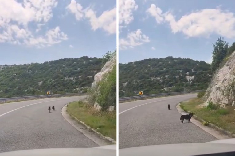 VIDEO Netko je izbacio male pse na cestu. Grad Ploče: Ovo se neće tolerirati