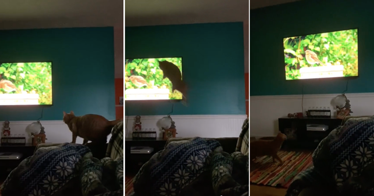 Mačak gledao televiziju, kad se na ekranu pojavila ptica. Rasplet je urnebesan