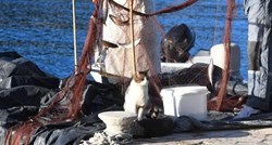 Ribari u Grebaštici praznili svoje mreže, pridružio im se mačak Miško i čekao objed