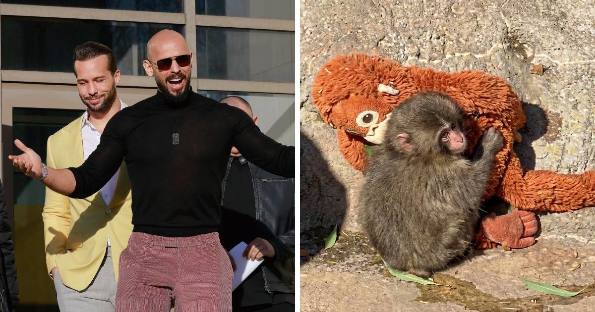 Braća Tate žele kupiti majmunčića Puncha, razbjesnili mnoge: "Nije ni smiješno"