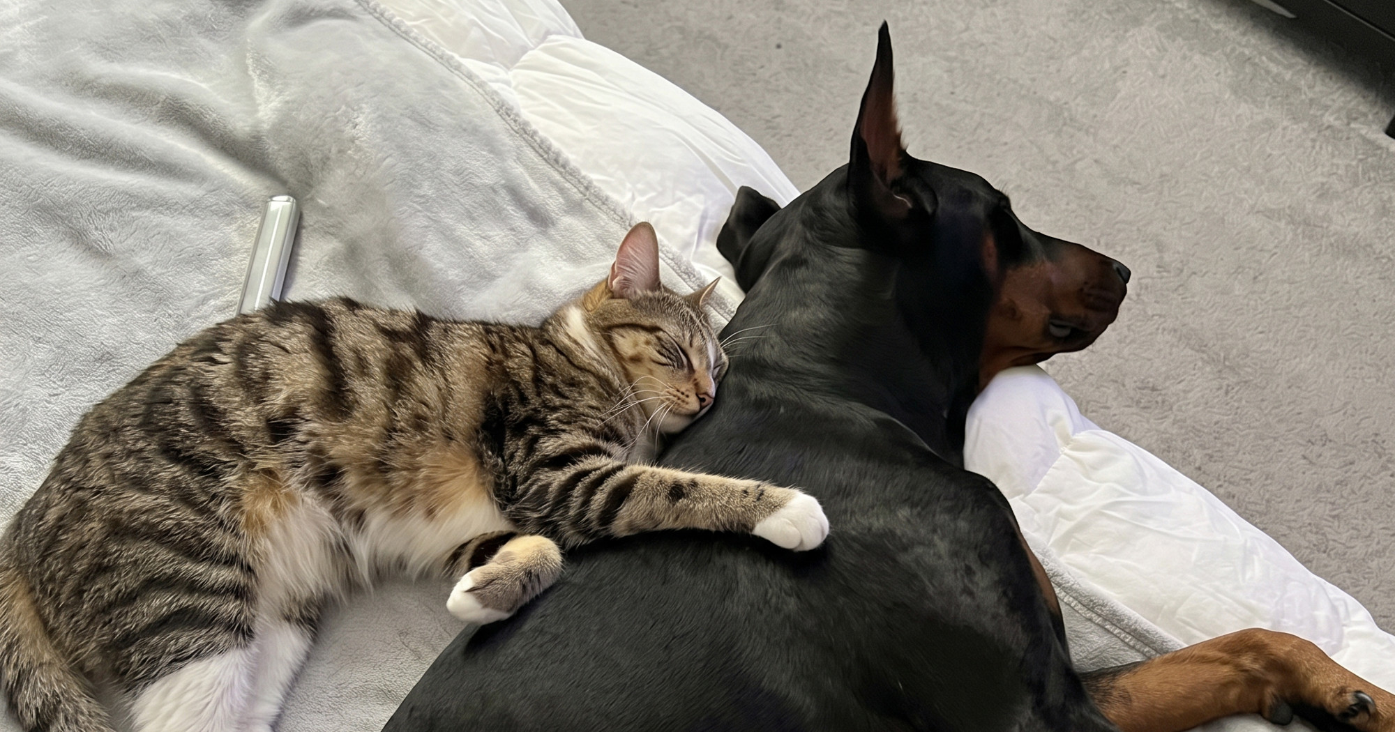 Nitko se ne voli više od ovog mačka i dobermana