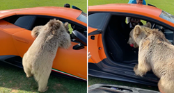 Influencer nabavio medvjeda kao ljubimca, uništio mu je vrata na Lamborghiniju