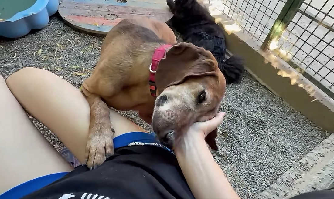 Zlatica je jedina od pet pasa spašenih u Dvoru na Uni koja još nije našla dom