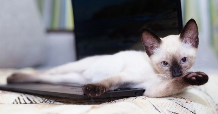 Mačke obožavaju ležati na laptopu, a znate li zašto?