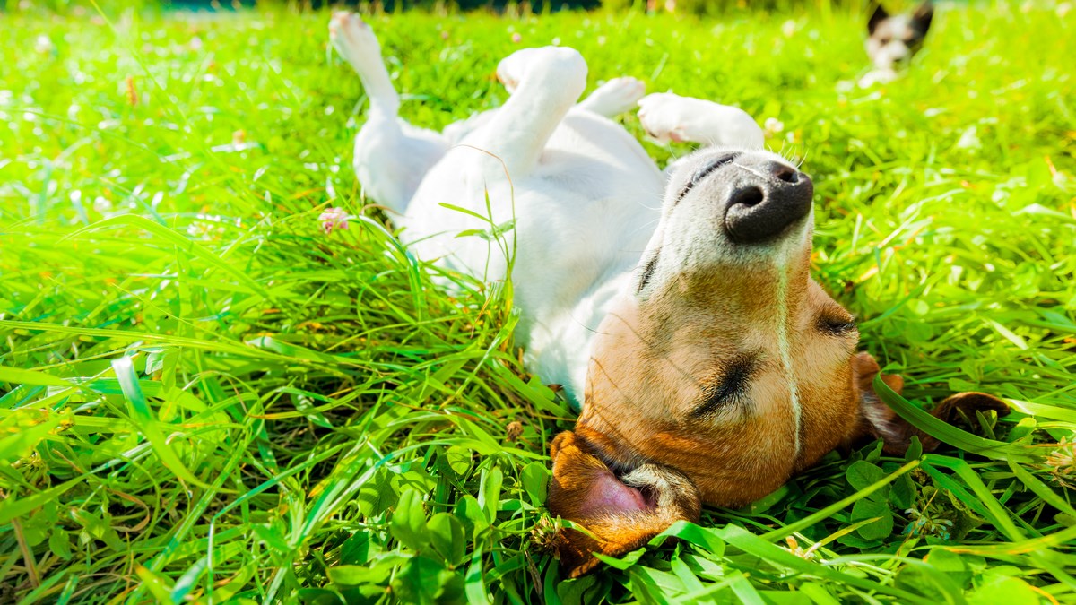 VIDEO Psi imaju posebne poze za spavanje, no ovo su profesionalci