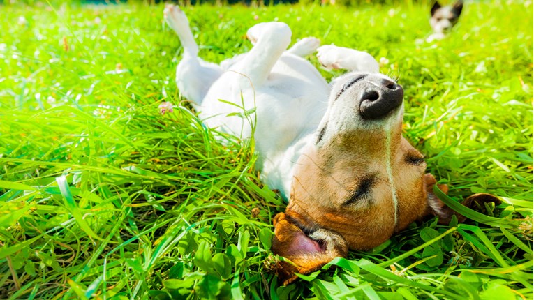 Znate li kako se pravilno ponašati u psećim parkovima?
