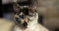Prekrasna mačka je očarala internet: "Oči su joj poput galaksije"