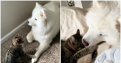 VIDEO Tko kaže da se mačke i psi ne vole? Pogledajte samo ovo dvoje