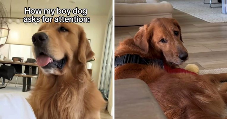 Urnebesna razlika: Snimka pokazuje kako mužjak i ženka retrivera traže pažnju