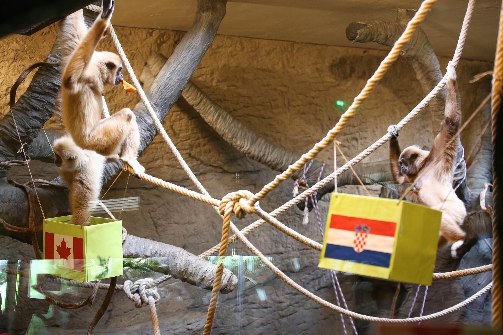 Giboni u zagrebačkom ZOO-u prognozirali pobjednika utakmice, bili su jako neodlučni