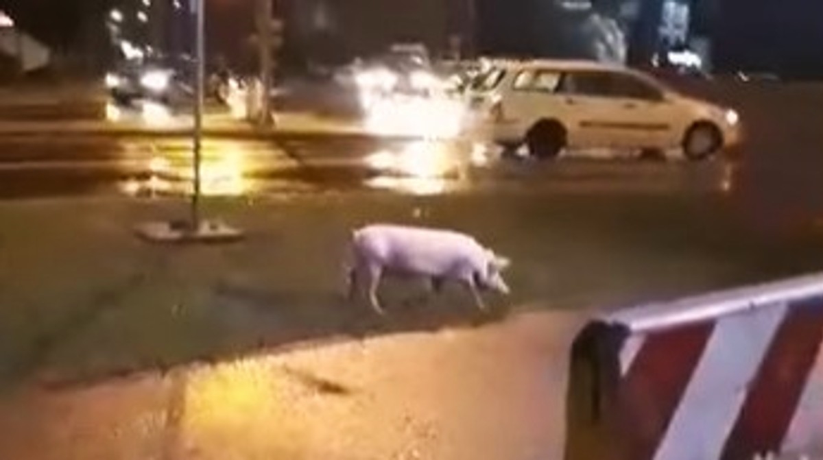 Snimka iz Banje Luke se proširila Fejsom: "Netko je izgubio prase kod kružnog toka"